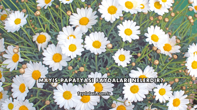Mayıs Papatyası Faydaları Nelerdir?
