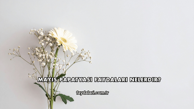 Mayıs Papatyası Faydaları Nelerdir?