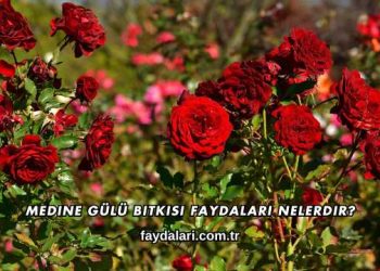 Medine Gülü Bitkisi Faydaları Nelerdir?