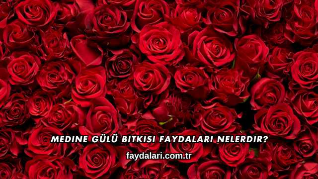 Medine Gülü Bitkisi Faydaları Nelerdir?