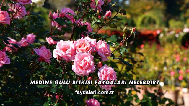 Medine Gülü Bitkisi Faydaları Nelerdir?