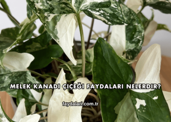 Melek Kanadı Çiçeği Faydaları Nelerdir?