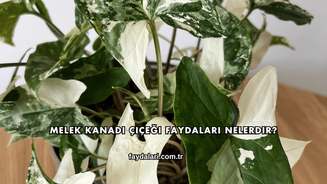 Melek Kanadı Çiçeği Faydaları Nelerdir?