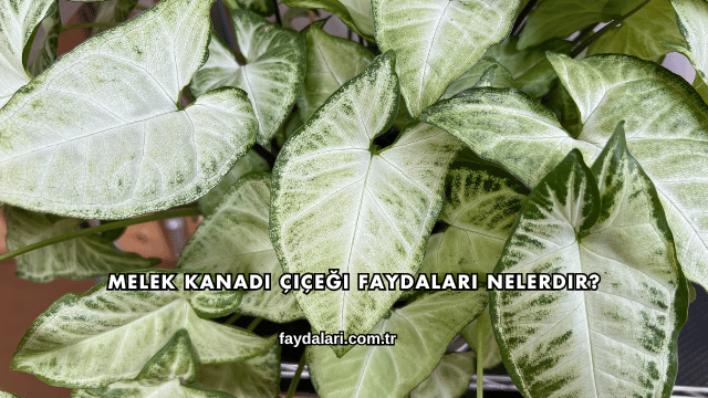 Melek Kanadı Çiçeği Faydaları Nelerdir?