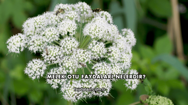 Melek Otu Faydaları Nelerdir?