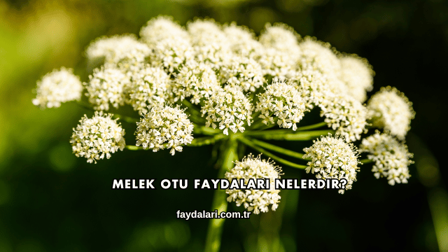 Melek Otu Faydaları Nelerdir?