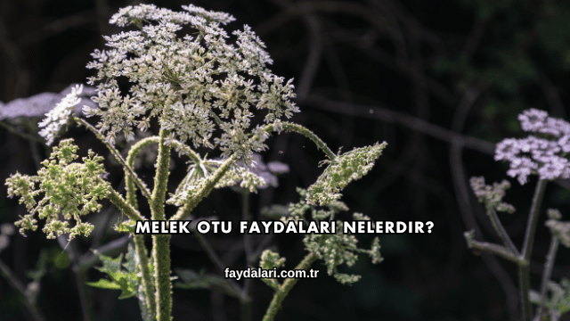 Melek Otu Faydaları Nelerdir?