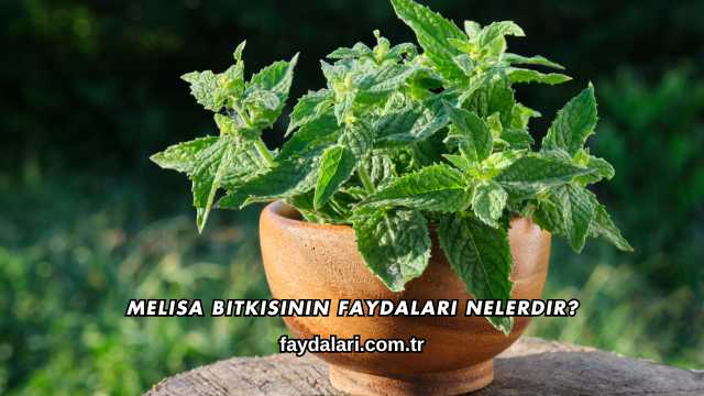 Melisa Bitkisinin Faydaları Nelerdir?
