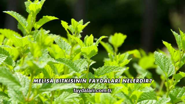 Melisa Bitkisinin Faydaları Nelerdir?