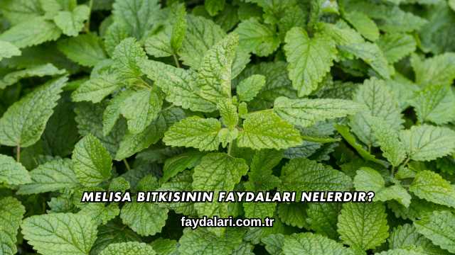 Melisa Bitkisinin Faydaları Nelerdir?