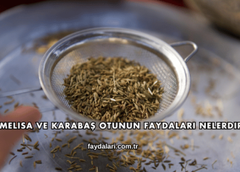 Melisa ve Karabaş Otunun Faydaları Nelerdir?
