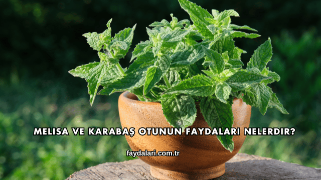 Melisa ve Karabaş Otunun Faydaları Nelerdir?