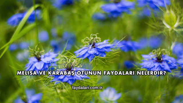 Melisa ve Karabaş Otunun Faydaları Nelerdir?