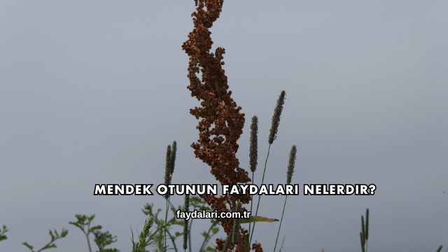 Mendek Otunun Faydaları Nelerdir?