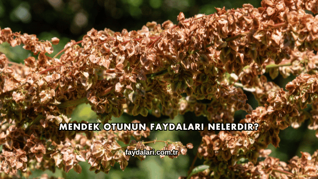 Mendek Otunun Faydaları Nelerdir?