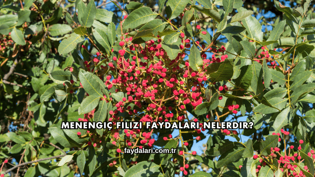 Menengiç Filizi Faydaları Nelerdir?