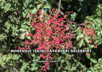 Menengiç Işkını Faydaları Nelerdir?