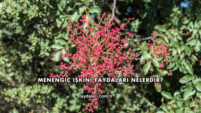 Menengiç Işkını Faydaları Nelerdir?