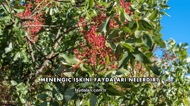 Menengiç Işkını Faydaları Nelerdir?
