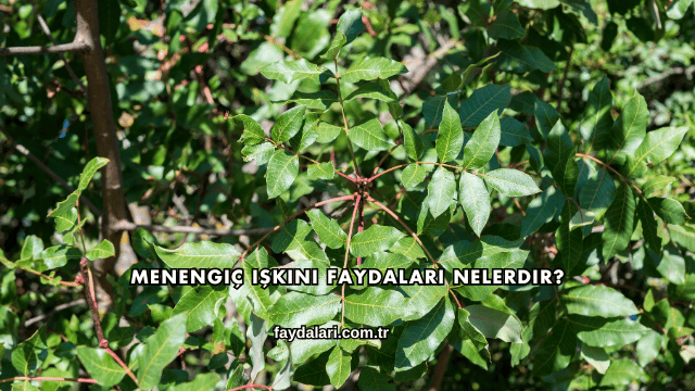 Menengiç Işkını Faydaları Nelerdir?