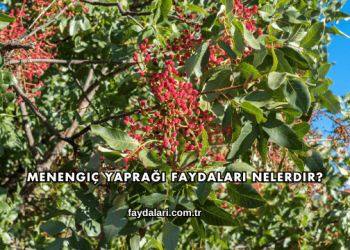 Menengiç Yaprağı Faydaları Nelerdir?