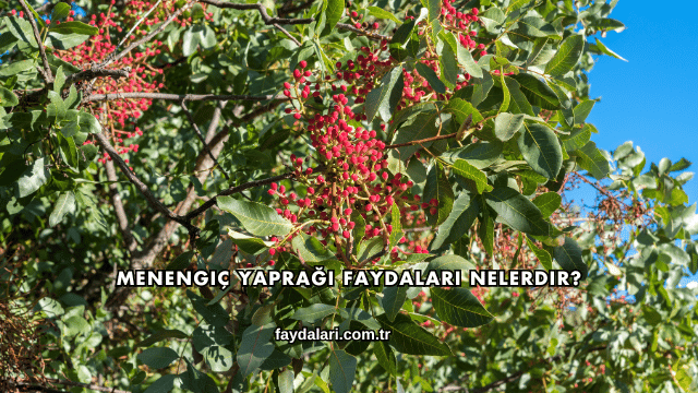 Menengiç Yaprağı Faydaları Nelerdir?