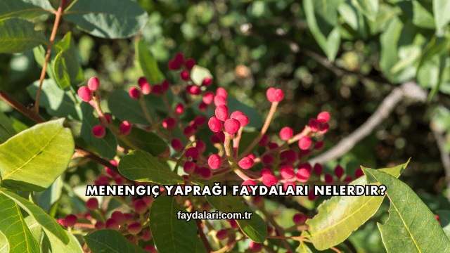 Menengiç Yaprağı Faydaları Nelerdir?