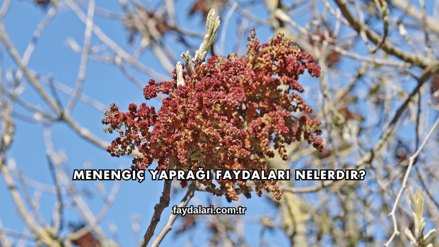 Menengiç Yaprağı Faydaları Nelerdir?