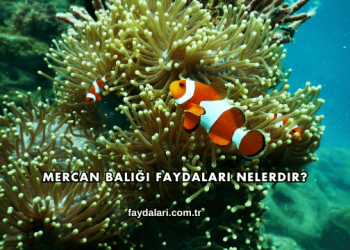 Mercan Balığı Faydaları Nelerdir?