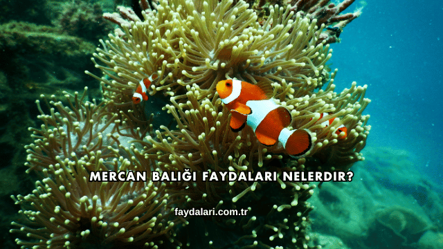 Mercan Balığı Faydaları Nelerdir?