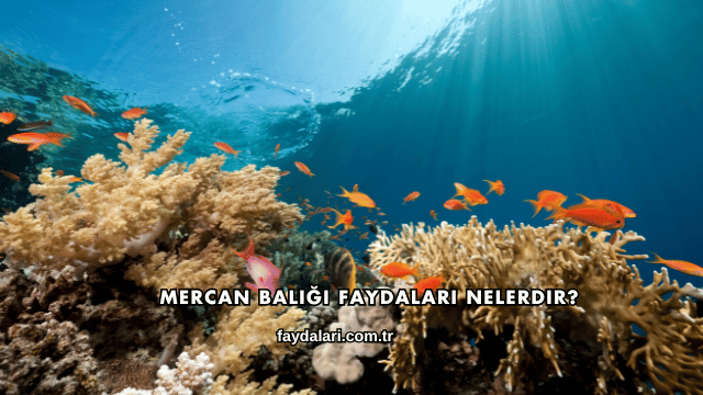Mercan Balığı Faydaları Nelerdir?