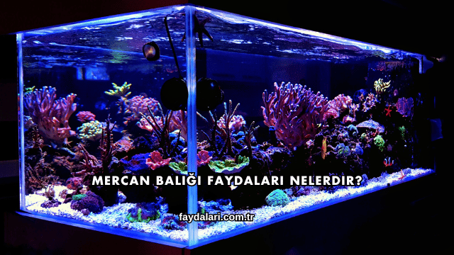 Mercan Balığı Faydaları Nelerdir?