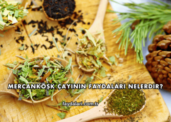 Mercanköşk Çayının Faydaları Nelerdir?