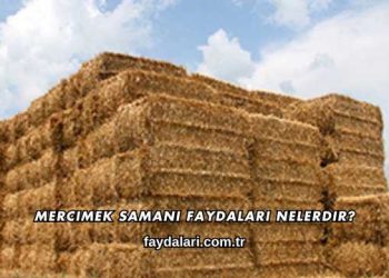 Mercimek Samanı Faydaları Nelerdir?