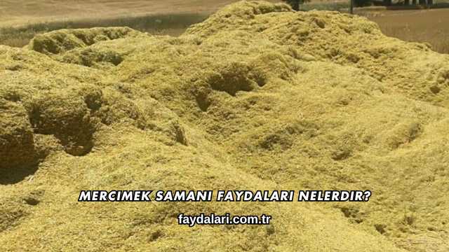 Mercimek Samanı Faydaları Nelerdir?