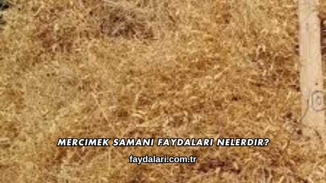 Mercimek Samanı Faydaları Nelerdir?