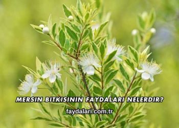 Mersin Bitkisinin Faydaları Nelerdir?