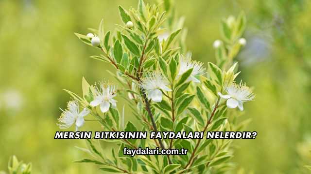 Mersin Bitkisinin Faydaları Nelerdir?
