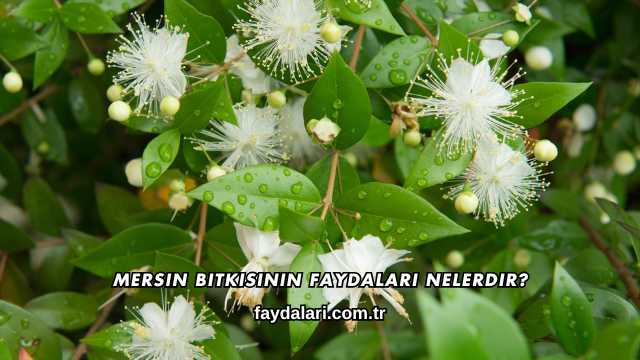 Mersin Bitkisinin Faydaları Nelerdir?