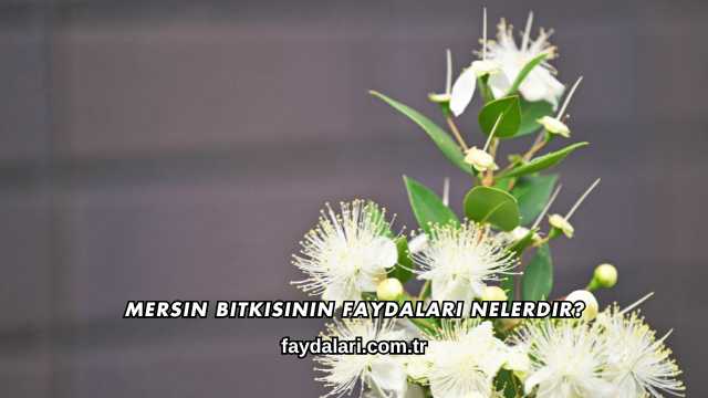 Mersin Bitkisinin Faydaları Nelerdir?