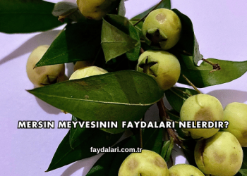 Mersin Meyvesinin Faydaları Nelerdir?