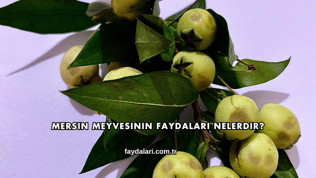 Mersin Meyvesinin Faydaları Nelerdir?