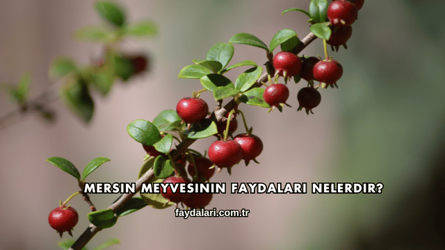 Mersin Meyvesinin Faydaları Nelerdir?
