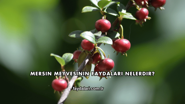 Mersin Meyvesinin Faydaları Nelerdir?