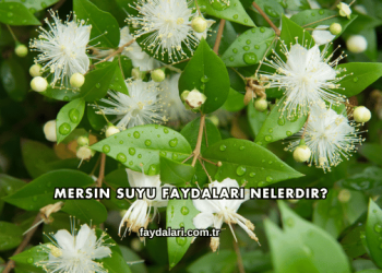 Mersin Suyu Faydaları Nelerdir?