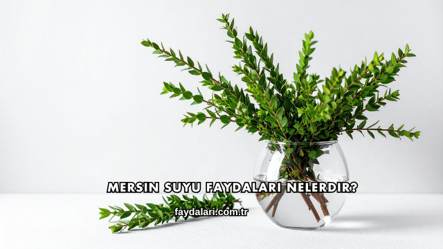 Mersin Suyu Faydaları Nelerdir?