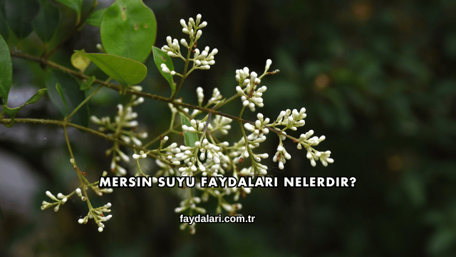 Mersin Suyu Faydaları Nelerdir?