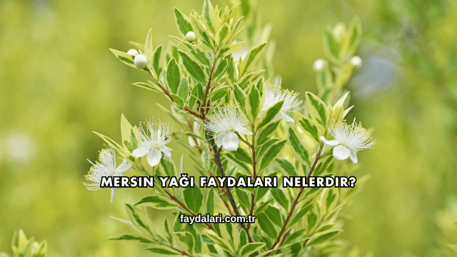 Mersin Yağı Faydaları Nelerdir?