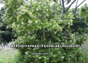 Mersin Yaprağı Faydaları Nelerdir?