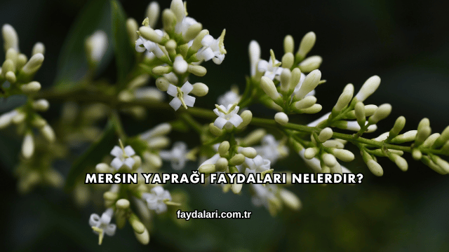Mersin Yaprağı Faydaları Nelerdir?